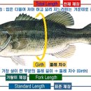 와일드피싱 이미지