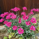 행복충전펜션 이미지