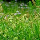 강아지풀 이미지