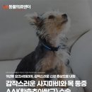 강북동물병원 | 사지마비와 목 통증의 원인 AAI(환축추아탈구) 수술 후기, 노원강북동물병원, N동물의료센터 노원점