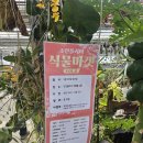 3월 11일 <흙의 날> 반려식물: 아스파라거스 나누스 | 파주 조인폴리아｜플랜테리어 성지 식물 쇼핑 후기