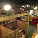 금고양이 이미지