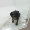 땡자애견 이미지