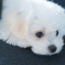 능곡동물병원 이미지