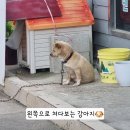 선향칼국수