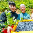 산청블루베리농장