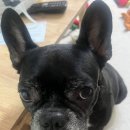 위더스동물병원 이미지