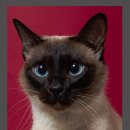 그루밍나인 | (용산 반려동물 사진관 후기) 샴고양이 찐따 프로필 촬영 + 내 증명사진 여권사진 찍은 날