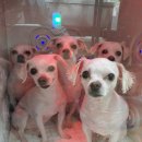 알라딘펫 이미지