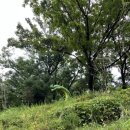 둘리쌍문공원 유아숲체험장 이미지