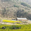 남해-137 | 2026 사천 남해 벚꽃 개화 상황, 선진리성 왕지벚꽃길 두모마을 유채꽃 후기