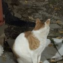 마석장군