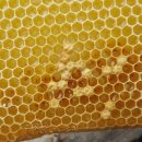 꽃 꿀방 이미지