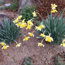 청대초등학교 이미지