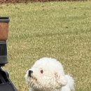 강아지 공화국 이미지