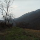 사니조아 이미지