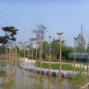 진또베기 이미지