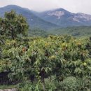 사과향기 캠핑장 이미지