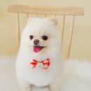 시크펫 그루밍 이미지