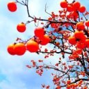 홍시 - 고성군 성내로 149-15 | 홍시