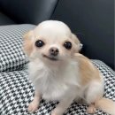 SY웨딩