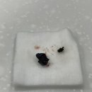 유기화동물의료센터 이미지