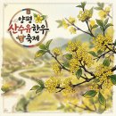 서울근교 가볼만한곳 양평 여행 양평 산수유한우축제 산수유마을 초대가수 경기도 당일치기여행