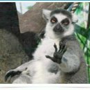 멍멍드림 이미지