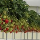 주강농장 이미지