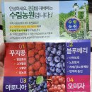수림농원 | 수림농원 꾸지뽕열매로 꾸지뽕담금주 만들어보기