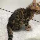 이쁜포리 이미지