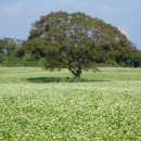 와흘메밀마을 이미지