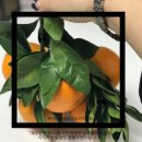 제주맘 - 제주시 신산로11길 6 | 제주맘