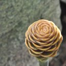 벌집생강(Beehive Ginger). (이명 : 베히브진저). (재배식물) 이미지