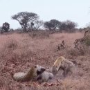 The conservative leopard and the unscrupulous hyena 이미지