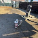 장자호수공원(반려견놀이터) 이미지