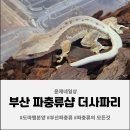 더 샵 | 부산 파충류샵 더사파리 도마뱀분양 후기