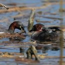 우주 행정사 이미지