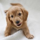 우성동물병원 이미지