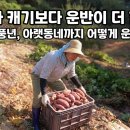 고구마 수확보다 운반이 더 어려운 산골생활 이미지
