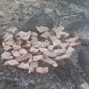 고니농장 이미지