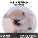 야옹아 멍멍해봐 이미지