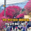 순천매산여자고등학교 | 전남 순천 축제 가볼만한곳! 볼거리, 놀거리 가득한 탐매마을 축제 2026년 실시간 홍매화명소