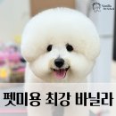 전남 담양 고서 애견미용학원 실무미용 마스터로 창업하는 방법!
