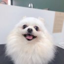 또리네 멍멍이 미용실 이미지