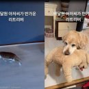 펫배달 이미지