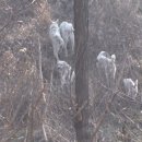 들개농장 이미지