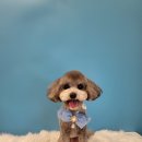 퍼스트멍멍 이미지