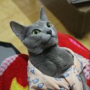 고양이나라 이미지