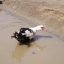 기러기농장 이미지